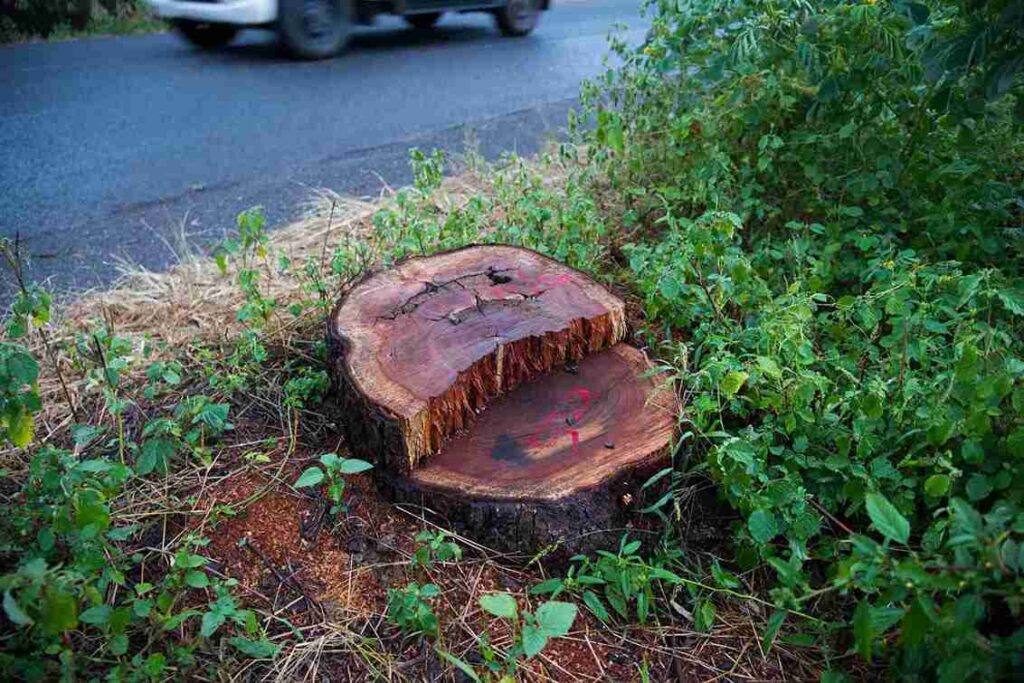 cutting-down-trees-for-of-highway-development-2026-03-09-04-10-05-utc_11zon