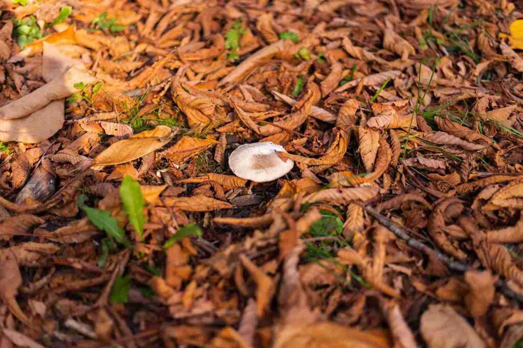outdoor-shot-of-champignon-growing-in-park-autumn-2026-01-05-05-47-57-utc_11zon