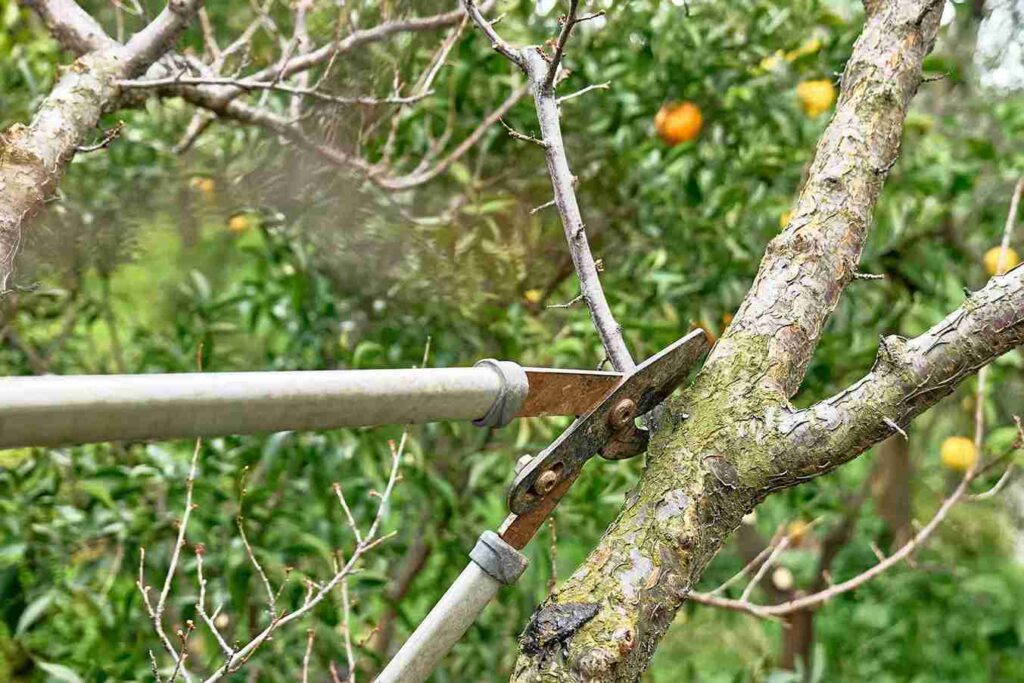 seasonal-pruning-of-fruit-trees-with-long-shears-i-2026-01-08-07-43-32-utc (1)_11zon